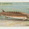 Sturgeon (Family: Acipenseridae).