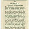 Sturgeon (Family: Acipenseridae).