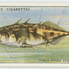Three-spined stickleback (Family: Gasterosteidae).