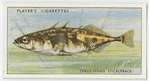 Three-spined stickleback (Family: Gasterosteidae).