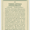 Three-spined stickleback (Family: Gasterosteidae).