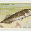 Ten-spined stickleback (Family: Gasterosteidae).