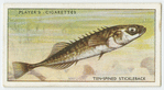 Ten-spined stickleback (Family: Gasterosteidae).