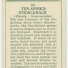 Ten-spined stickleback (Family: Gasterosteidae).