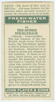 Ten-spined stickleback (Family: Gasterosteidae).