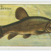 Tench (Family: Cyprinidae).