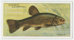 Tench (Family: Cyprinidae).