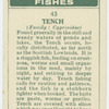 Tench (Family: Cyprinidae).