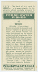 Tench (Family: Cyprinidae).