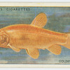 Golden tench (Family: Cyprinidae).