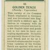 Golden tench (Family: Cyprinidae).