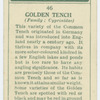 Golden tench (Family: Cyprinidae).