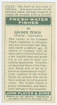 Golden tench (Family: Cyprinidae).