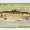 Trout (Common brown) (Family: Salmonidae).