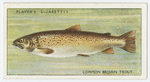Trout (Common brown) (Family: Salmonidae).