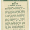 Trout (Common brown) (Family: Salmonidae).