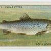 Trout (Loch leven) (Family: Salmonidae).