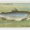Trout (Loch leven) (Family: Salmonidae).