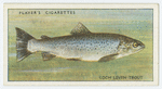 Trout (Loch leven) (Family: Salmonidae).