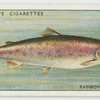 Trout (Rainbow) (Family: Salmonidae).