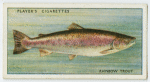 Trout (Rainbow) (Family: Salmonidae).