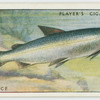 Vendace (Family: Salmonidae).