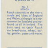 Roach.
