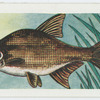 Bream.