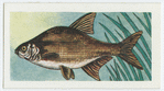 Bream.