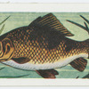 Crucian carp.