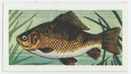 Crucian carp.