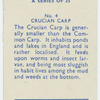 Crucian carp.