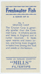Crucian carp.