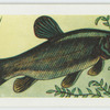 Tench.
