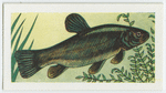 Tench.