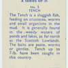 Tench.