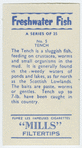 Tench.
