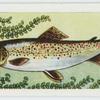 Common brown trout.