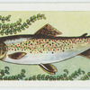 Common brown trout.