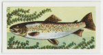 Common brown trout.