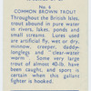 Common brown trout.