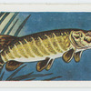 Pike.
