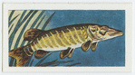 Pike.