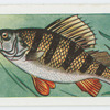 Perch.