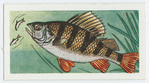 Perch.