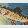 Brook trout.