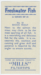 Brook trout.