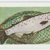 Salmon.