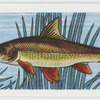 Barbel.