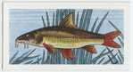 Barbel.